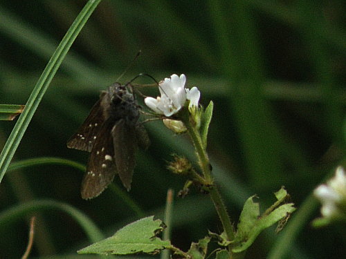 ������󥸥�����