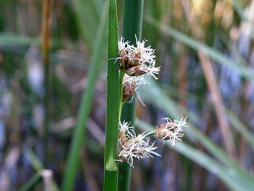 ���󥫥���