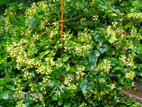 �L�o�i�A�L�M��