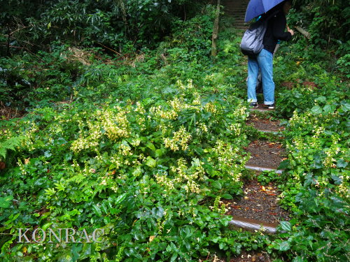 �L�o�i�A�L�M��