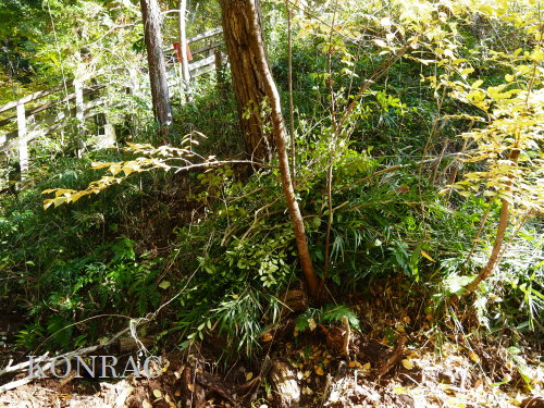 ���R��y��