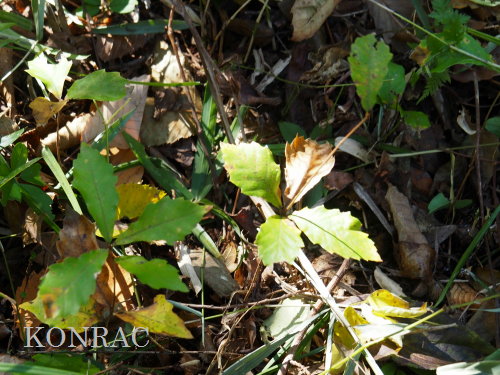 �R�i������