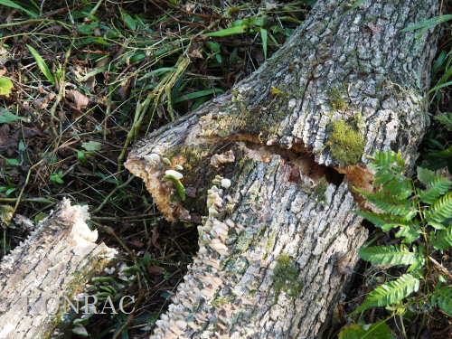 ���R��y��