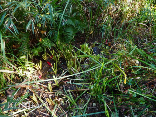 ���R��y��