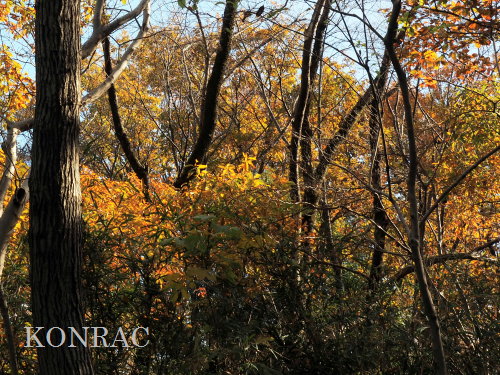 ���R��y��