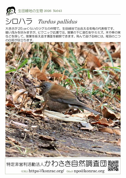 ���c�Βn�̐���26-043