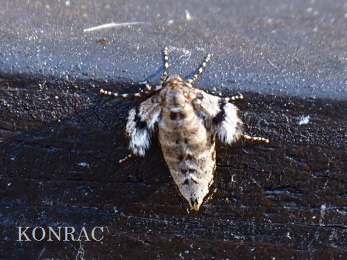 �C�`�����W�t���i�~�V���N�i���X�j