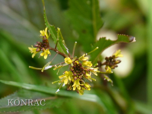 �C�k�K���V