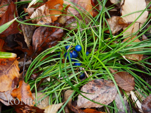 �W���m�q�Q