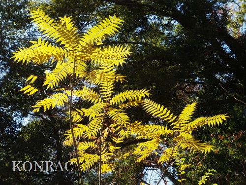 �J���X�U���V��