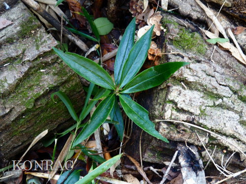 �J���^�`�o�i