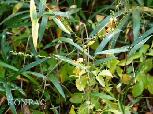 �L���~�Y�q�L