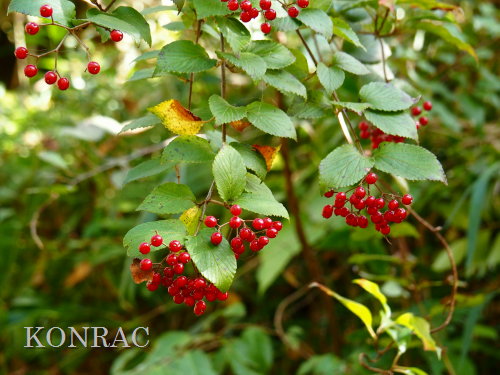 �R�o�m�K�}�Y�~