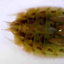 2009/6/6 プールから採集した幼虫