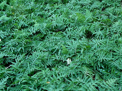 ��������Ӥη������ޤ���