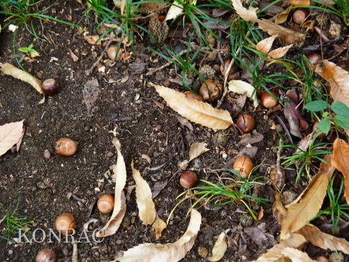 �N�k�M�i�h���O���j