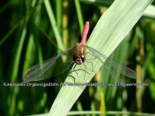 �ޥ楿�ƥ�����