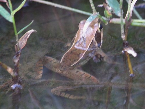 �˥ۥ󥢥�������