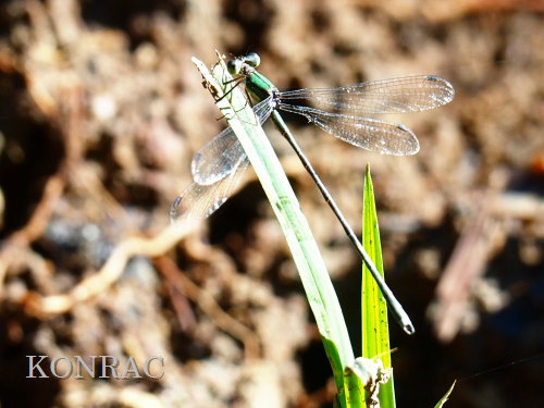 �I�I�A�I�C�g�g���{