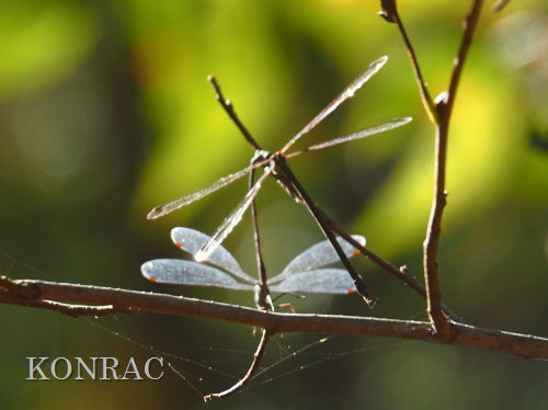 �I�I�A�I�C�g�g���{