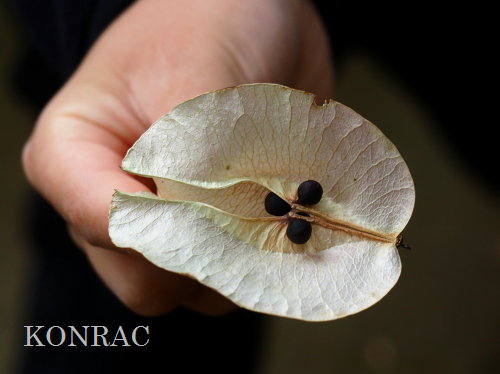 �I�I���N�Q���W