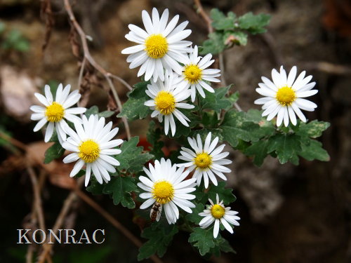 �����E�m�E�M�N