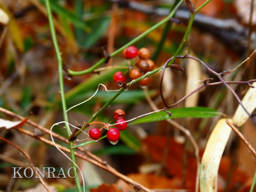 �T���g���C�o���i���j