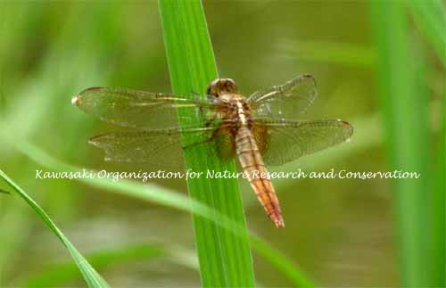 �V���E�W���E�g���{��