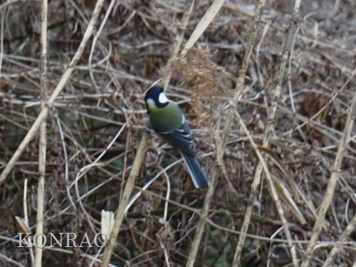 �V�W���E�J��