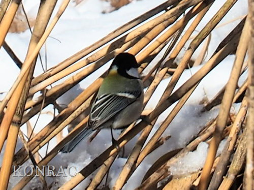 �V�W���E�J��