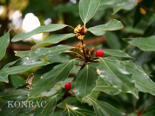 �V���_���i���X�j