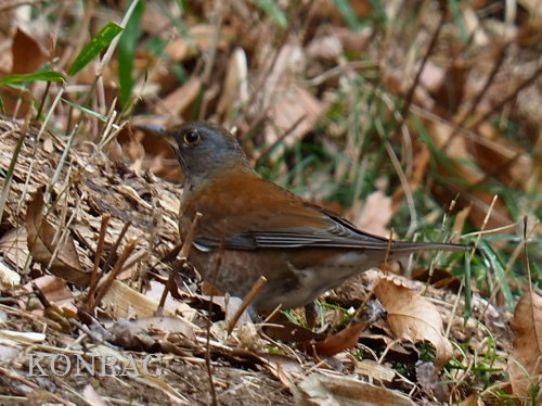 �V���n��