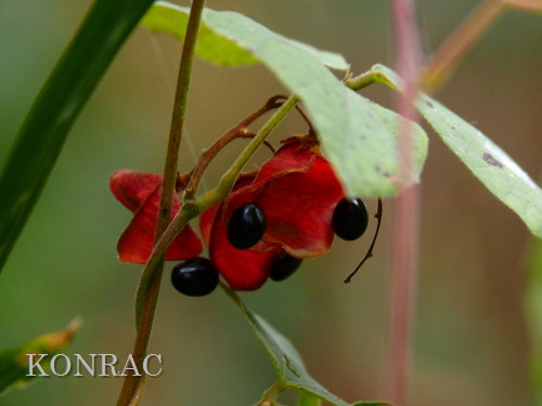 �g�L���}��