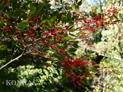 �E�����h�L