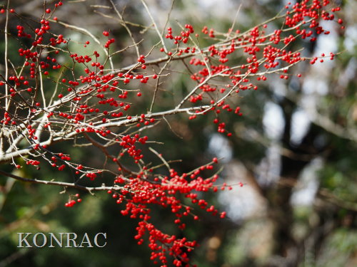 �E�����h�L