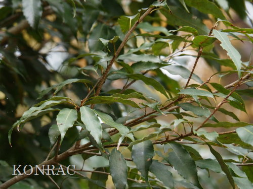 �E���W���K�V