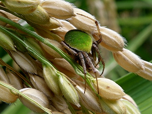 ワキグロサツマノミダマシ