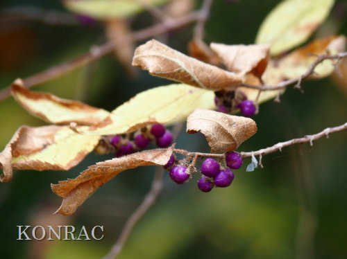 ���u�����T�L