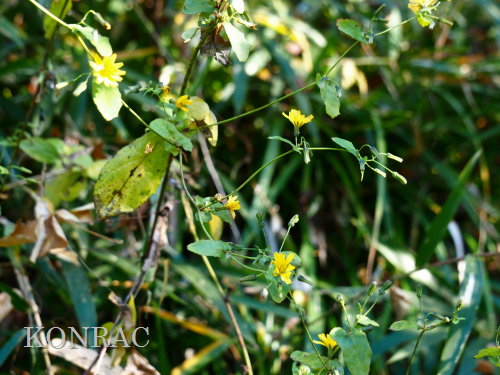 ���N�V�\�E